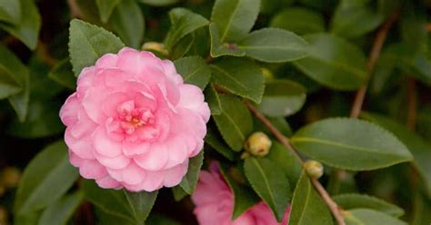 October magic coral perplexion camellia